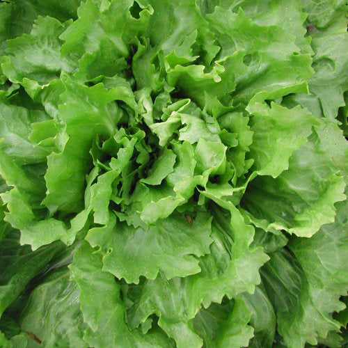 Chicorée scarole Batavian - Bio