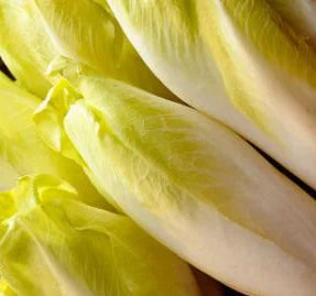Chicorée Endive de Bruxelles - Bio