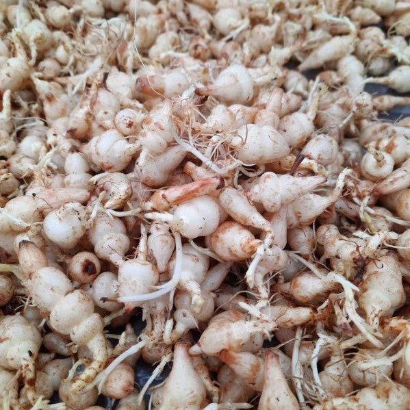 Crosne du Japon - Bio