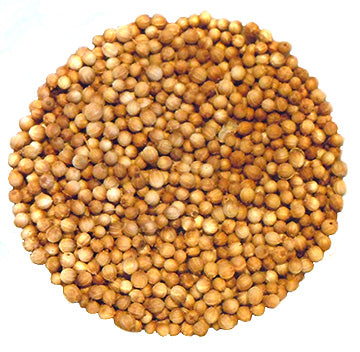 Coriandre à germer - Bio