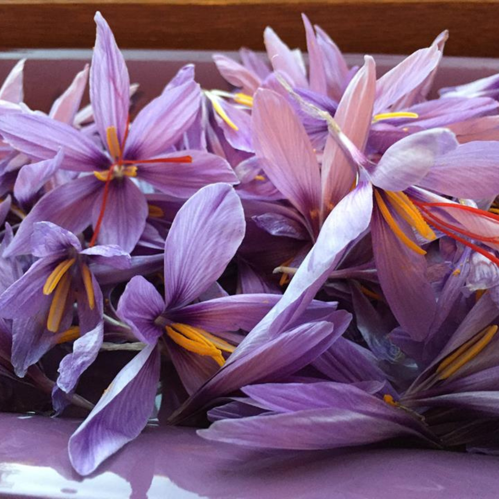 Cormes de Safran - Bio