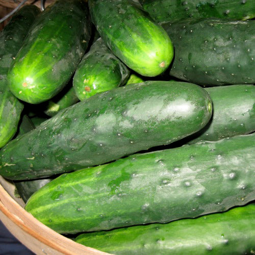Marketmore Cucumber 76 - Organic