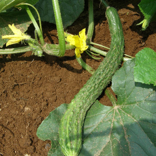 Suyo Long Cucumber - Organic