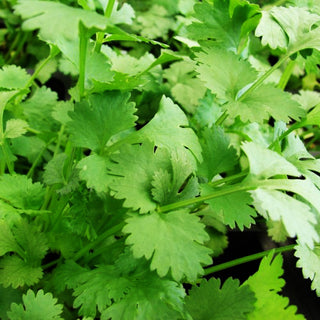Organic Coriander Santo