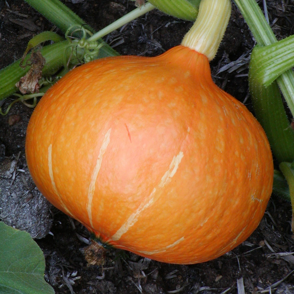 Red Kuri Pumpkin - Organic