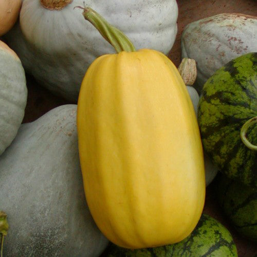 Spaghetti Squash - Organic