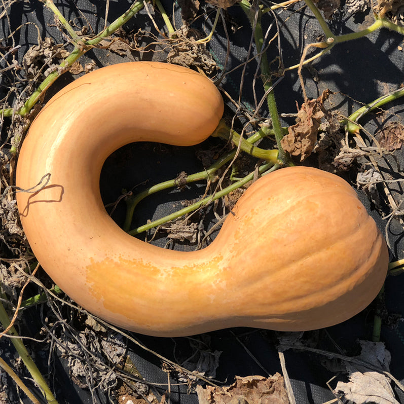 Canadian Crookneck Squash - Organic