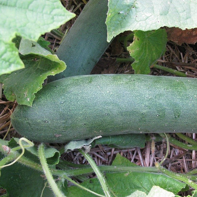 Aunt Alice's Organic Cucumber