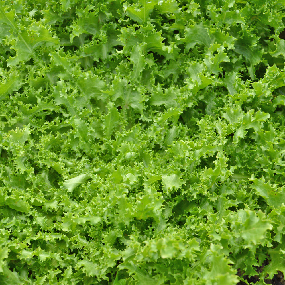 Chicorée frisée Bellesque - Bio