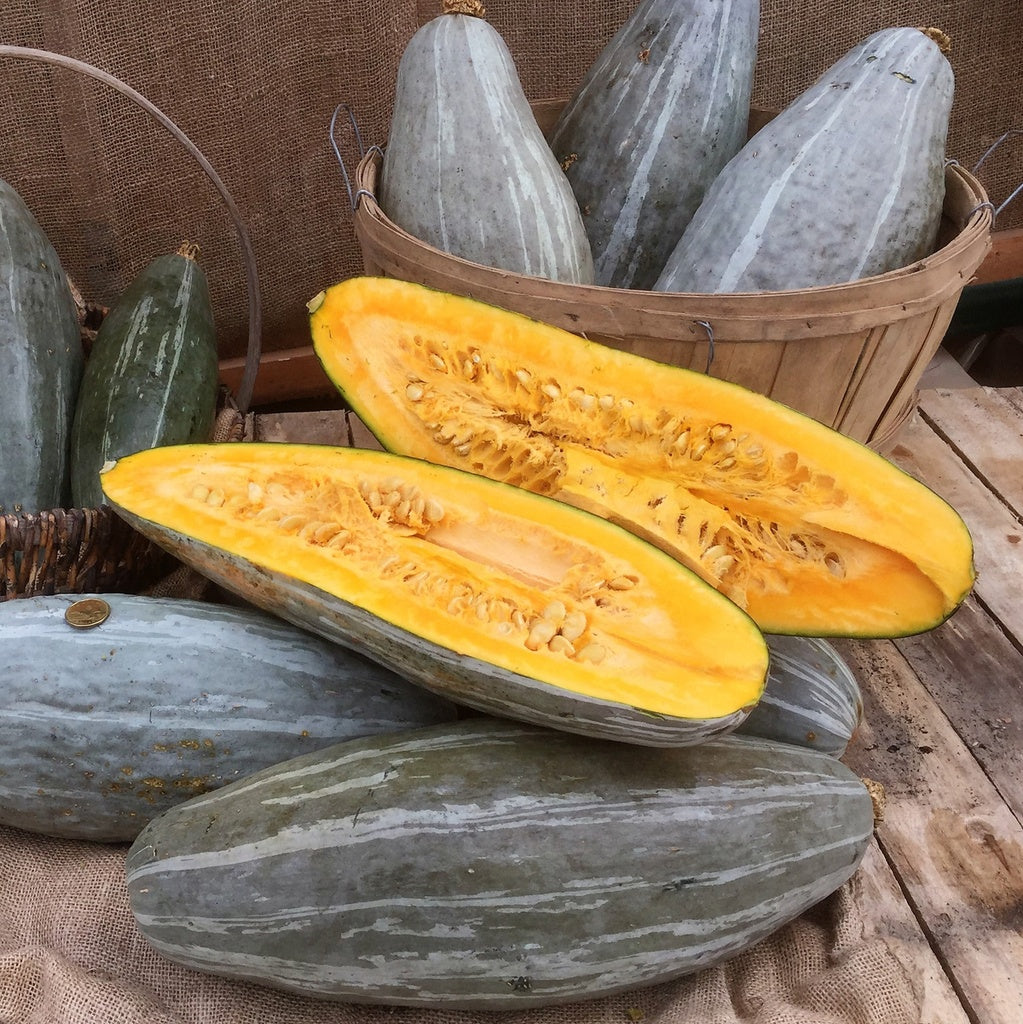 Organic Blue Guatemalan Squash