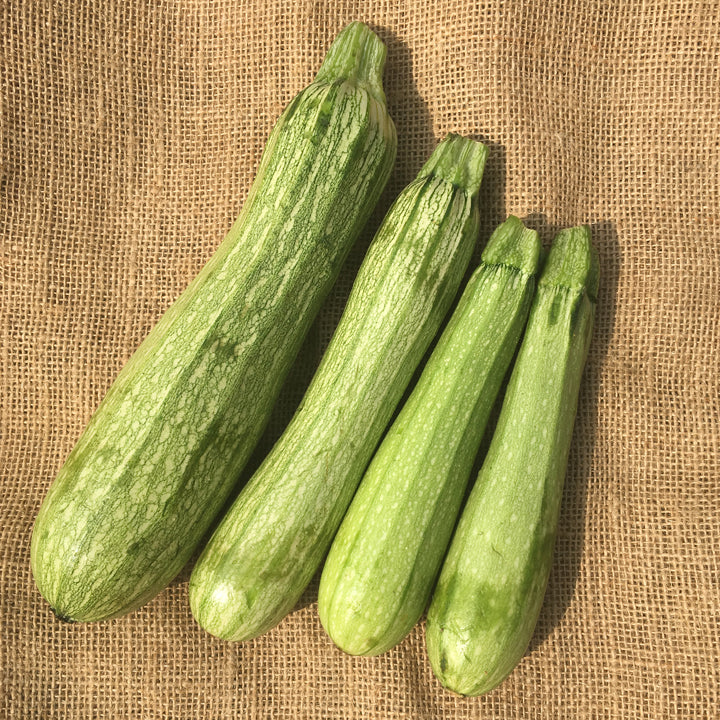 Courgette Genovese - Bio