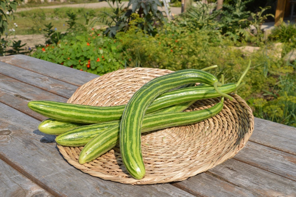 Snake Cucumber - Organic