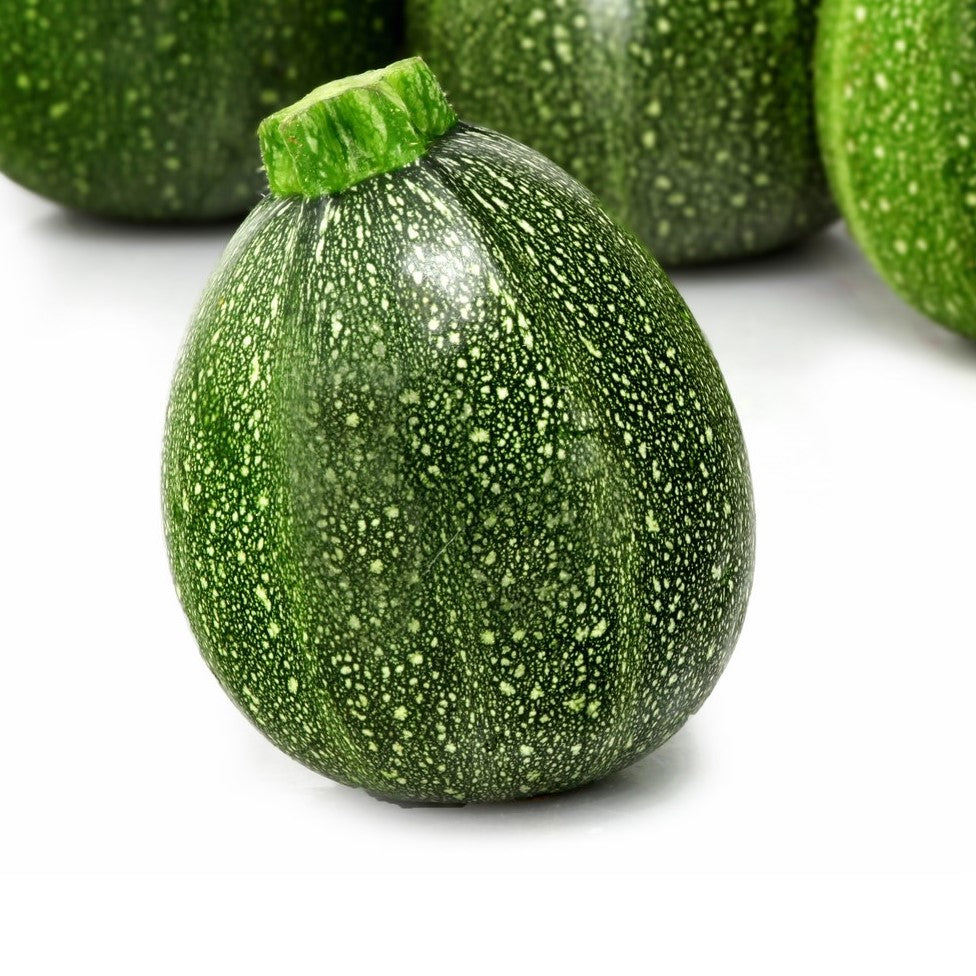 Courgette Ronde de Nice - Bio