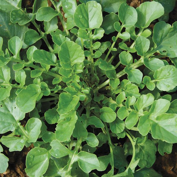 Cresson de terre Belle Isle - Bio