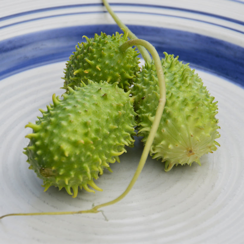 Organic West Indian Cucumber