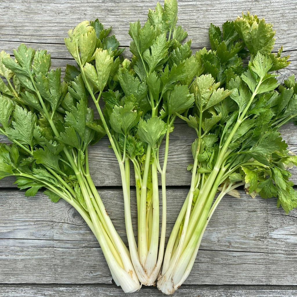 Organic Golden White Celery