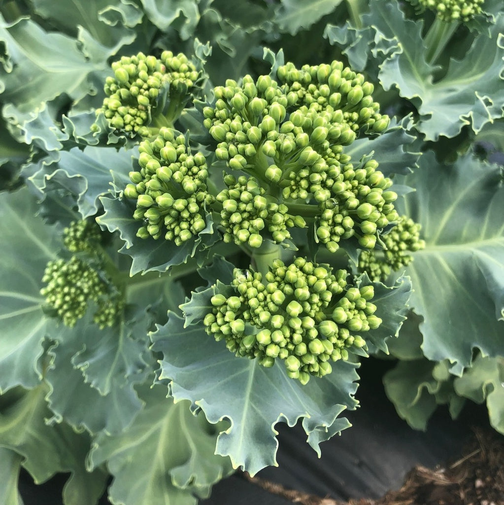 Chou marin Lily White - Bio