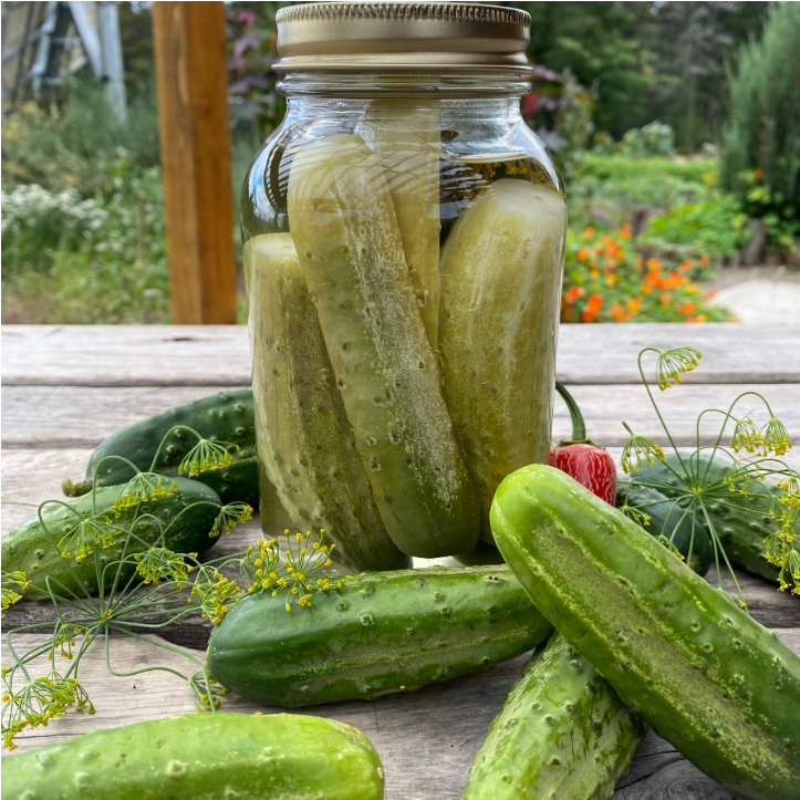 National Pickling Gherkin - Organic