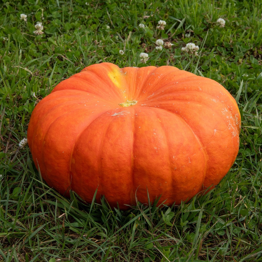 Citrouille Rouge Vif D'Étampes - Bio