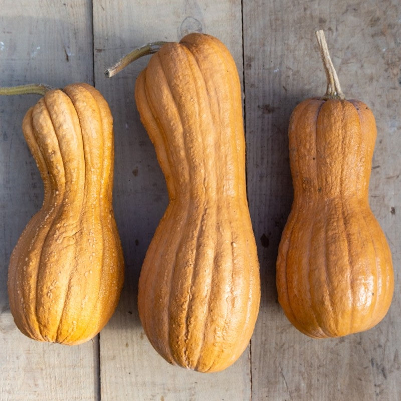 Violina Butternut Squash - Organic