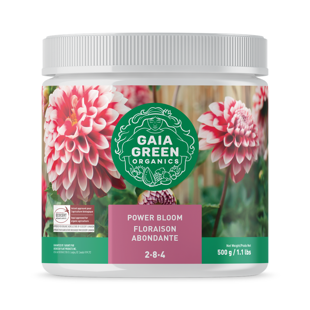 Floraison abondante 2-8-4 de Gaia Green