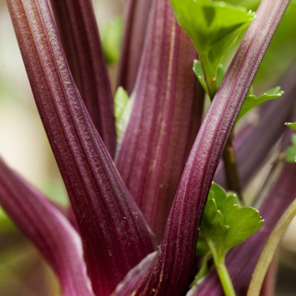 Redventure Celery - Organic