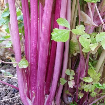 Organic Pink Chinese Celery