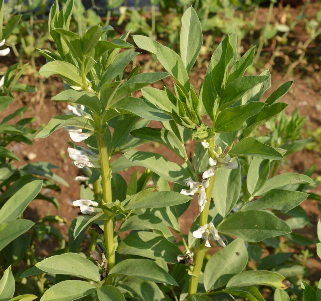 Féverole des champs - Bio