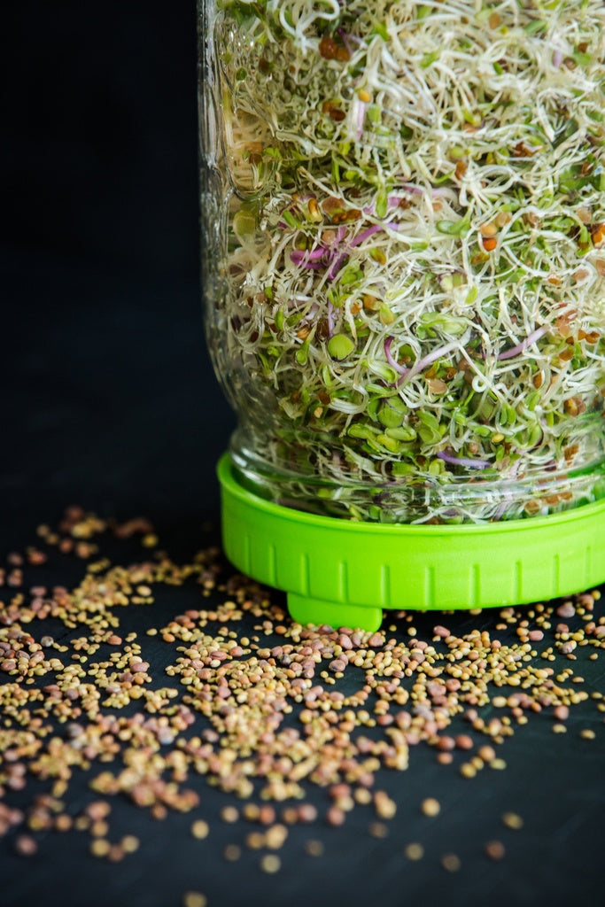 "The Germinator" Germinator