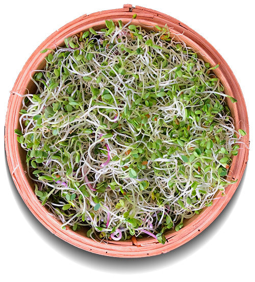 Germix à germer - Bio