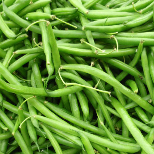 Haricot nain Black Valentine - Bio