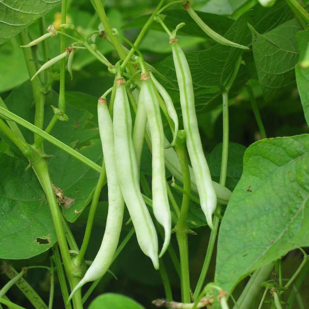 Haricot nain Ice - Bio