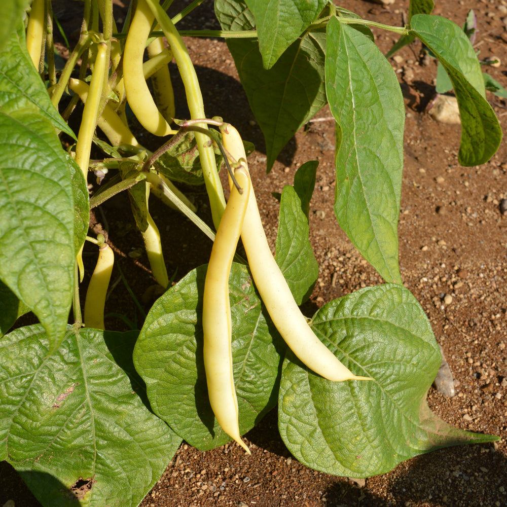 Haricot nain Pencil Pod Black - Bio