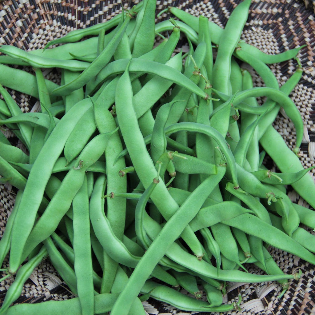 Haricot grimpant Northeaster - Bio