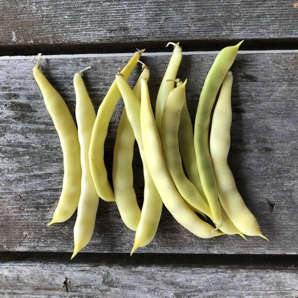 Haricot grimpant Grand-maman Dinel - Bio