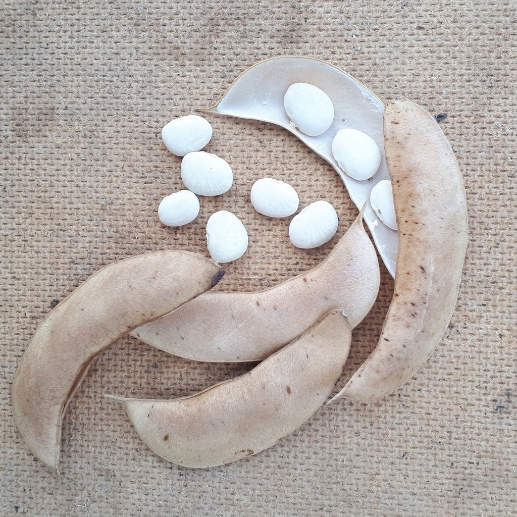 Haricot de Lima Henderson Bush - Bio