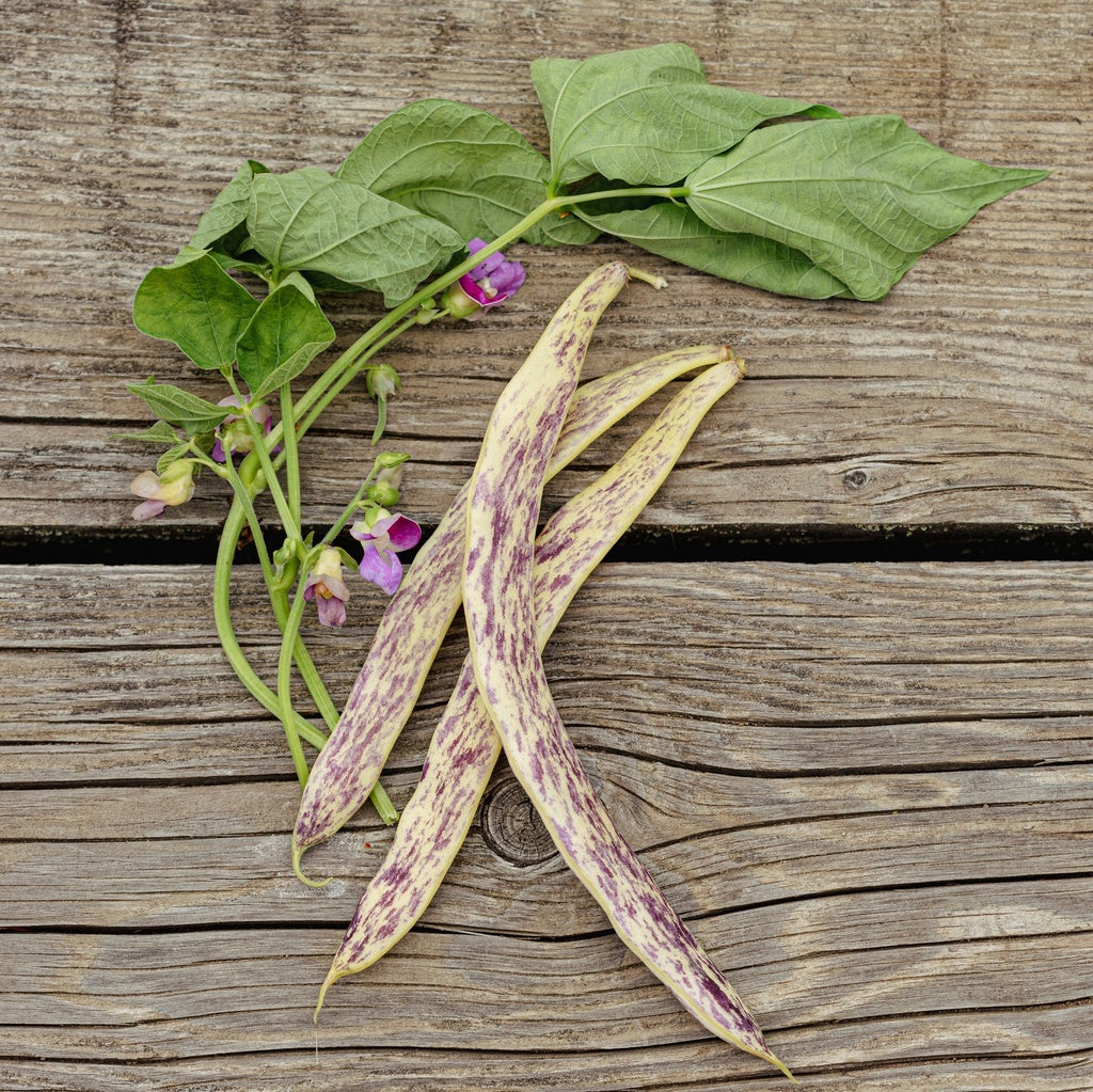 Haricot nain Merveille du Piémont - Bio
