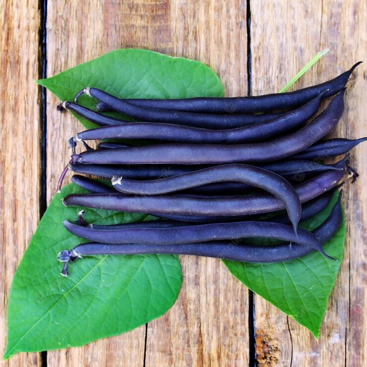 Haricot nain Robert's Royalty - Bio