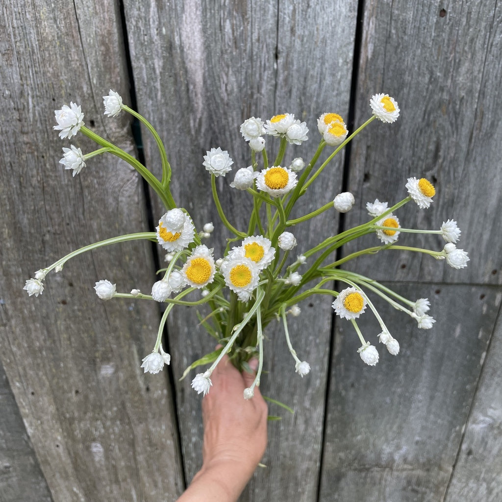 Immortelle ailée - Bio