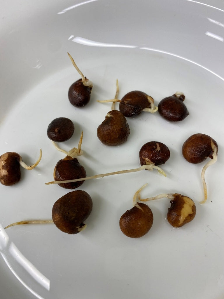 Haricot de terre - Bio