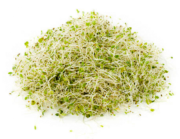 Luzerne (large) à germer - Bio