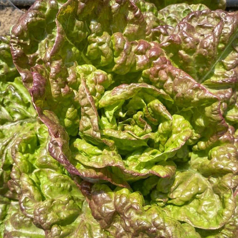 Laitue pommée Merveille des 4 saisons - Bio