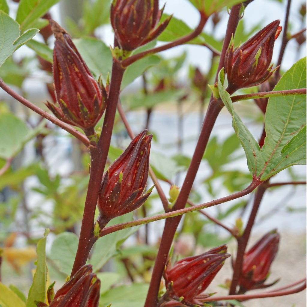 Hibiscus Roselle - Bio – Jardins de l'écoumène