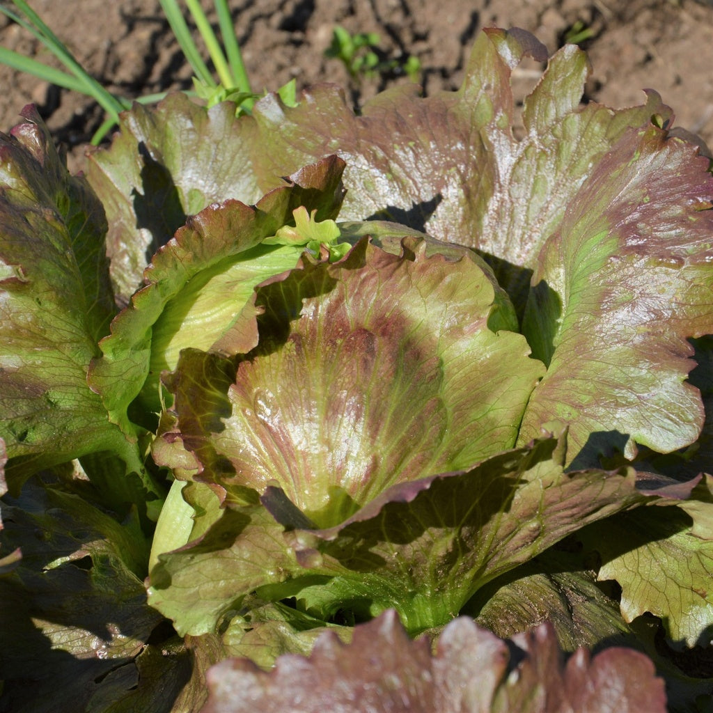 Laitue pommée Red iceberg - Bio