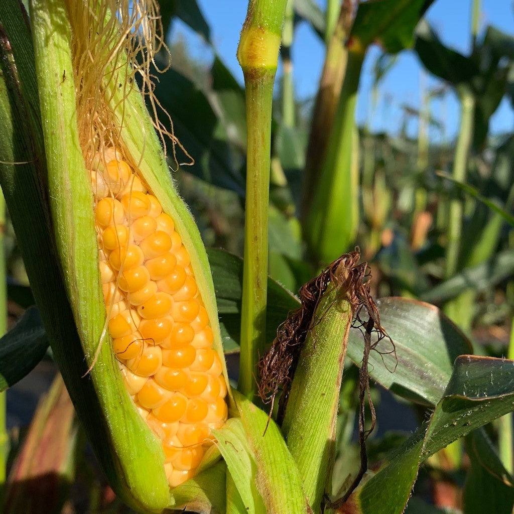 Maïs Orchard Baby - Bio