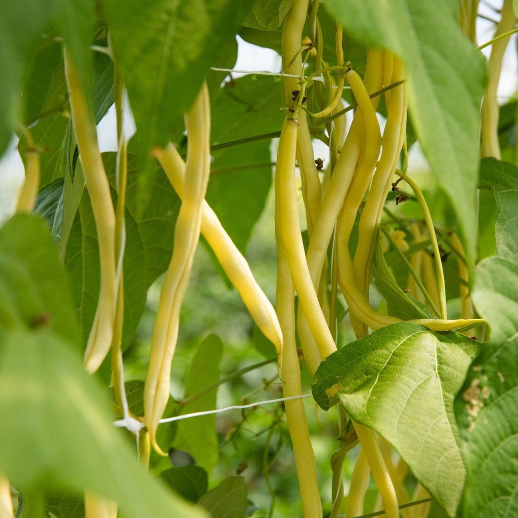 Haricot grimpant Monte Gusto - Bio