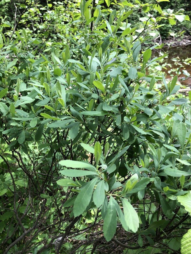 Myrique baumier (feuille)