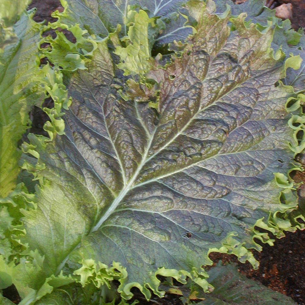 Moutarde Great wave Miike - Bio