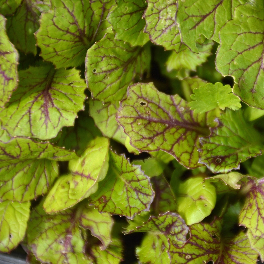 Moutarde Dragon Tongue - Bio