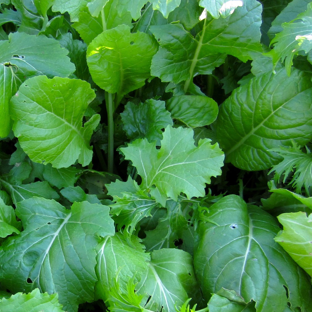 Mesclun de crucifères de Base - Bio